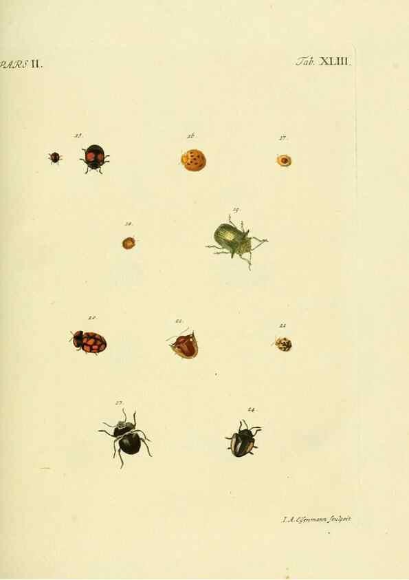 Reproducción/Reproduction 35533666364: J.E. Voet. M Doct. Catalogus systematicus coleopterorum =. À la Haye :Chez G. Bakhusen,[1804]-1806.