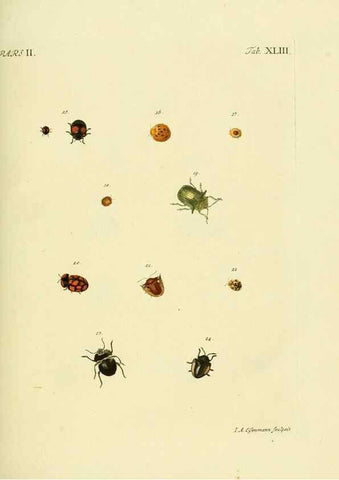 Reproducción/Reproduction 35533666364: J.E. Voet. M Doct. Catalogus systematicus coleopterorum =. À la Haye :Chez G. Bakhusen,[1804]-1806.