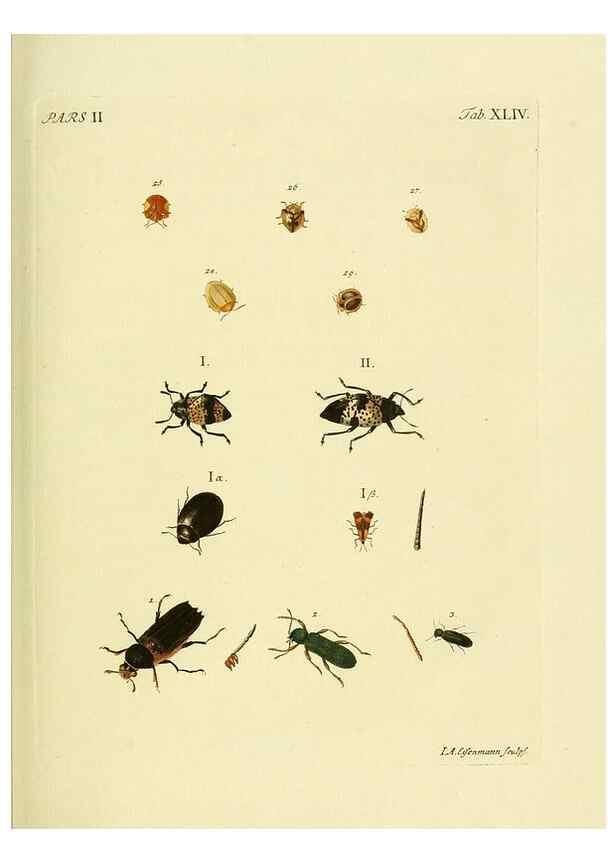 Reproducción/Reproduction 35972556500: J.E. Voet. M Doct. Catalogus systematicus coleopterorum =. À la Haye :Chez G. Bakhusen,[1804]-1806.