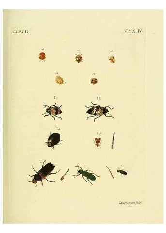 Reproducción/Reproduction 35972556500: J.E. Voet. M Doct. Catalogus systematicus coleopterorum =. À la Haye :Chez G. Bakhusen,[1804]-1806.