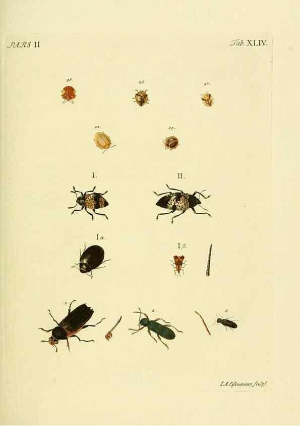 Reproducción/Reproduction 35972556500: J.E. Voet. M Doct. Catalogus systematicus coleopterorum =. À la Haye :Chez G. Bakhusen,[1804]-1806.