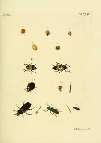 Reproducción/Reproduction 35972556500: J.E. Voet. M Doct. Catalogus systematicus coleopterorum =. À la Haye :Chez G. Bakhusen,[1804]-1806.