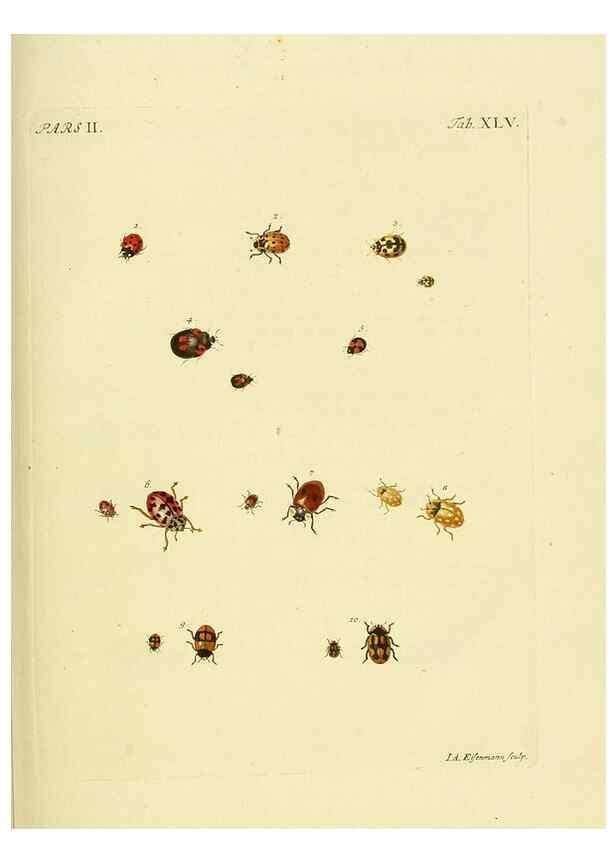Reproducción/Reproduction 36324750206: J.E. Voet. M Doct. Catalogus systematicus coleopterorum =. À la Haye :Chez G. Bakhusen,[1804]-1806.