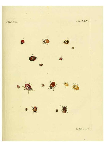 Reproducción/Reproduction 36324750206: J.E. Voet. M Doct. Catalogus systematicus coleopterorum =. À la Haye :Chez G. Bakhusen,[1804]-1806.
