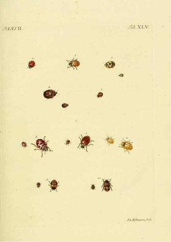 Reproducción/Reproduction 36324750206: J.E. Voet. M Doct. Catalogus systematicus coleopterorum =. À la Haye :Chez G. Bakhusen,[1804]-1806.