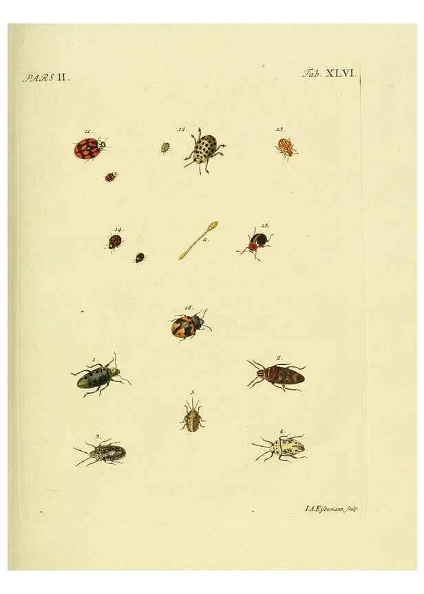 Reproducción/Reproduction 36324752246: J.E. Voet. M Doct. Catalogus systematicus coleopterorum =. À la Haye :Chez G. Bakhusen,[1804]-1806.