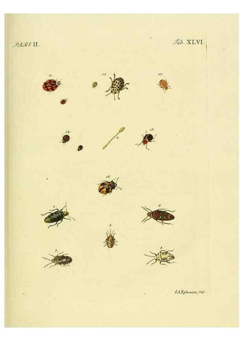 Reproducción/Reproduction 36324752246: J.E. Voet. M Doct. Catalogus systematicus coleopterorum =. À la Haye :Chez G. Bakhusen,[1804]-1806.