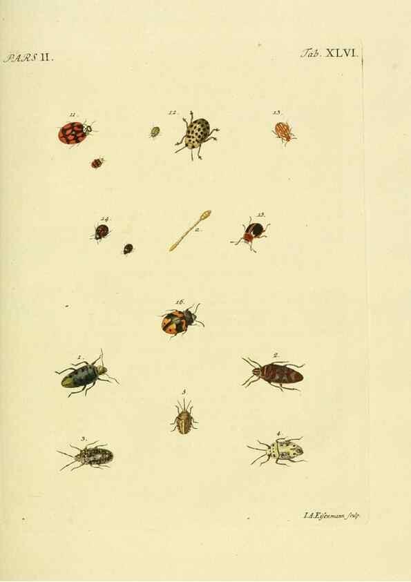 Reproducción/Reproduction 36324752246: J.E. Voet. M Doct. Catalogus systematicus coleopterorum =. À la Haye :Chez G. Bakhusen,[1804]-1806.