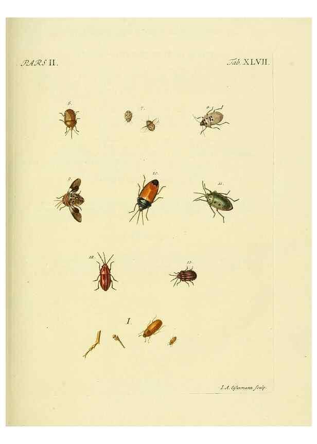Reproducción/Reproduction 36324754266: J.E. Voet. M Doct. Catalogus systematicus coleopterorum =. À la Haye :Chez G. Bakhusen,[1804]-1806.