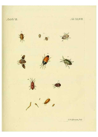 Reproducción/Reproduction 36324754266: J.E. Voet. M Doct. Catalogus systematicus coleopterorum =. À la Haye :Chez G. Bakhusen,[1804]-1806.
