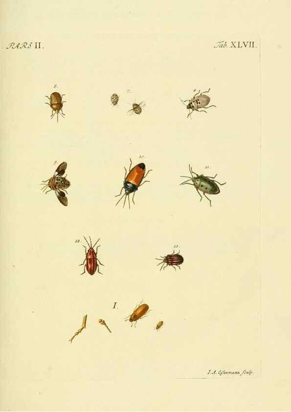 Reproducción/Reproduction 36324754266: J.E. Voet. M Doct. Catalogus systematicus coleopterorum =. À la Haye :Chez G. Bakhusen,[1804]-1806.
