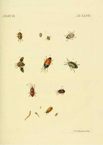 Reproducción/Reproduction 36324754266: J.E. Voet. M Doct. Catalogus systematicus coleopterorum =. À la Haye :Chez G. Bakhusen,[1804]-1806.