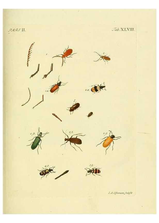 Reproducción/Reproduction 36324756146: J.E. Voet. M Doct. Catalogus systematicus coleopterorum =. À la Haye :Chez G. Bakhusen,[1804]-1806.