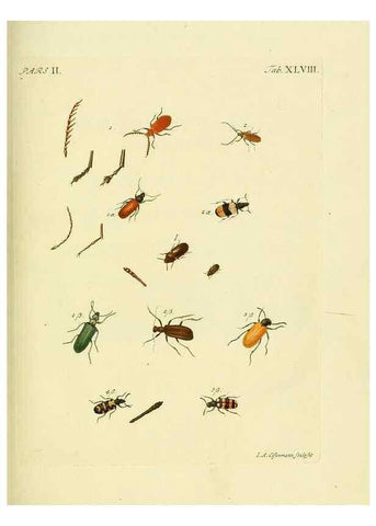 Reproducción/Reproduction 36324756146: J.E. Voet. M Doct. Catalogus systematicus coleopterorum =. À la Haye :Chez G. Bakhusen,[1804]-1806.