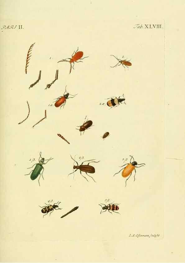Reproducción/Reproduction 36324756146: J.E. Voet. M Doct. Catalogus systematicus coleopterorum =. À la Haye :Chez G. Bakhusen,[1804]-1806.