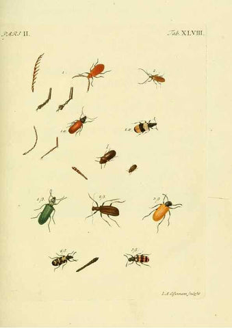 Reproducción/Reproduction 36324756146: J.E. Voet. M Doct. Catalogus systematicus coleopterorum =. À la Haye :Chez G. Bakhusen,[1804]-1806.