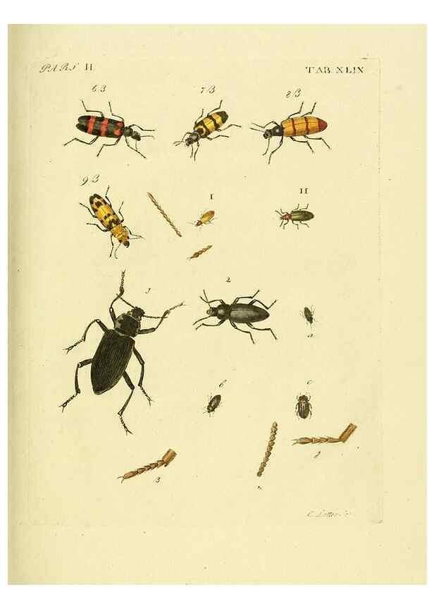 Reproducción/Reproduction 36369438525: J.E. Voet. M Doct. Catalogus systematicus coleopterorum =. À la Haye :Chez G. Bakhusen,[1804]-1806.