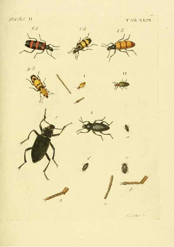 Reproducción/Reproduction 36369438525: J.E. Voet. M Doct. Catalogus systematicus coleopterorum =. À la Haye :Chez G. Bakhusen,[1804]-1806.