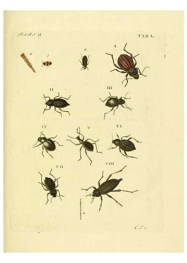 Reproducción/Reproduction 36369440535: J.E. Voet. M Doct. Catalogus systematicus coleopterorum =. À la Haye :Chez G. Bakhusen,[1804]-1806.