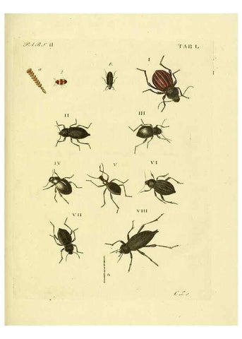 Reproducción/Reproduction 36369440535: J.E. Voet. M Doct. Catalogus systematicus coleopterorum =. À la Haye :Chez G. Bakhusen,[1804]-1806.