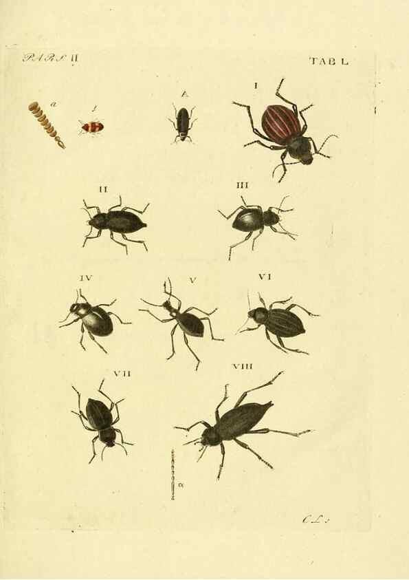 Reproducción/Reproduction 36369440535: J.E. Voet. M Doct. Catalogus systematicus coleopterorum =. À la Haye :Chez G. Bakhusen,[1804]-1806.