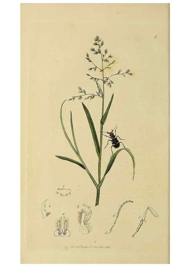 Reproducción/Reproduction 35534260714: British entomology :. London,Printed for the author,1823-1840 [i.e. 1840].