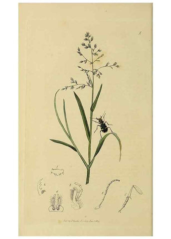 Reproducción/Reproduction 35534260714: British entomology :. London,Printed for the author,1823-1840 [i.e. 1840].