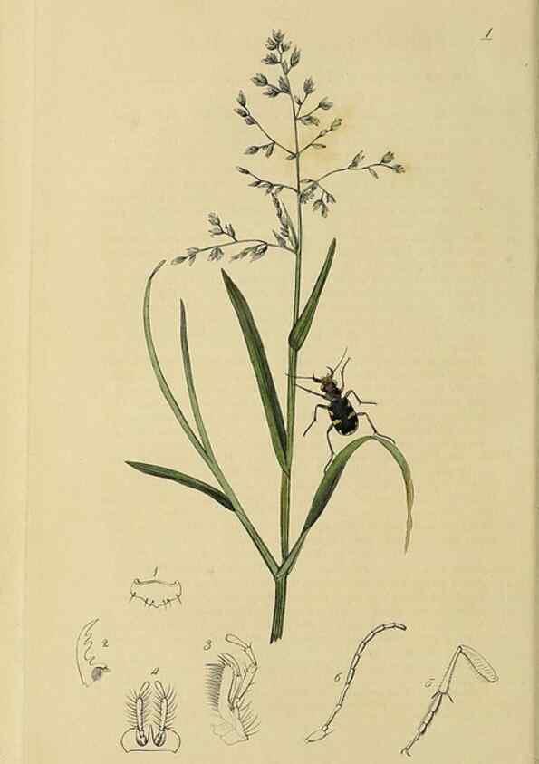 Reproducción/Reproduction 35534260714: British entomology :. London,Printed for the author,1823-1840 [i.e. 1840].