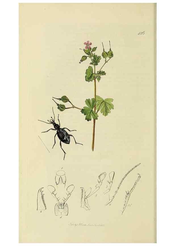Reproducción/Reproduction 35561626293: British entomology :. London,Printed for the author,1823-1840 [i.e. 1840].