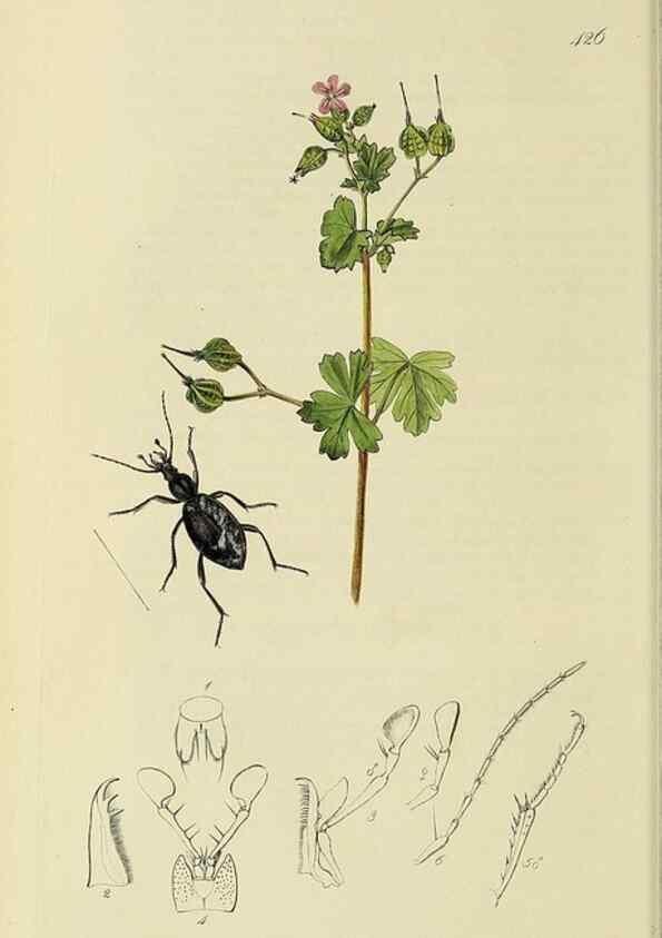 Reproducción/Reproduction 35561626293: British entomology :. London,Printed for the author,1823-1840 [i.e. 1840].