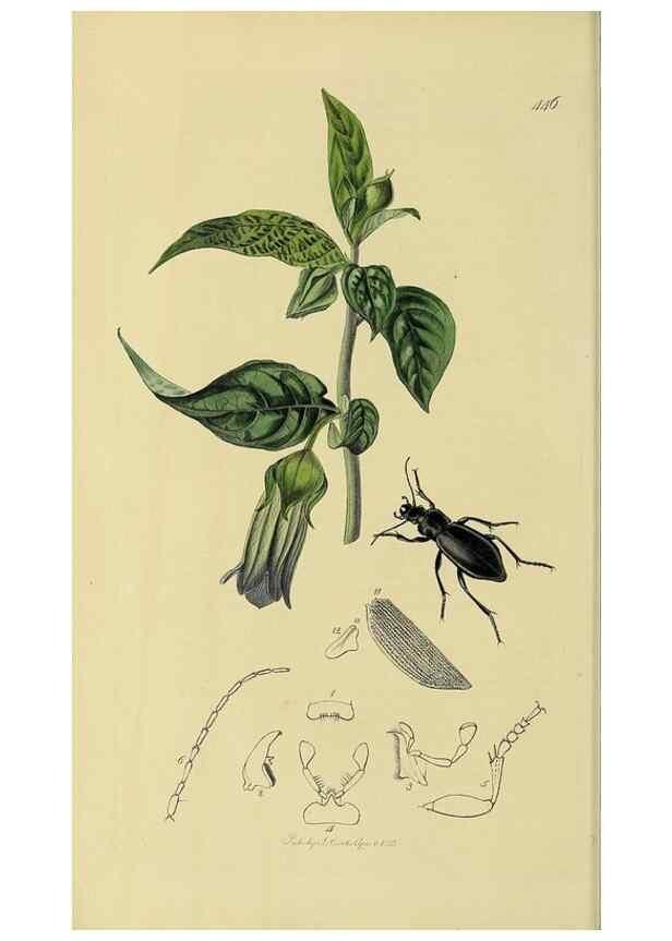 Reproducción/Reproduction 35561629233: British entomology :. London,Printed for the author,1823-1840 [i.e. 1840].