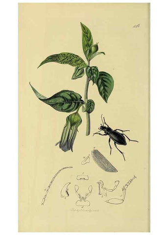 Reproducción/Reproduction 35561629233: British entomology :. London,Printed for the author,1823-1840 [i.e. 1840].