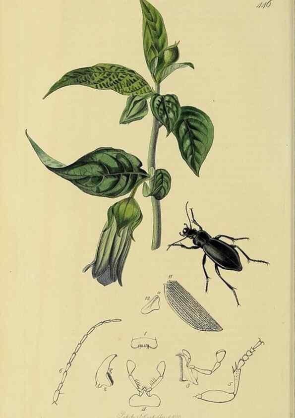 Reproducción/Reproduction 35561629233: British entomology :. London,Printed for the author,1823-1840 [i.e. 1840].