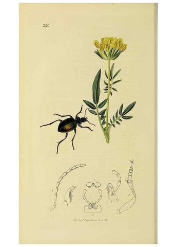 Reproducción/Reproduction 36370097515: British entomology :. London,Printed for the author,1823-1840 [i.e. 1840].