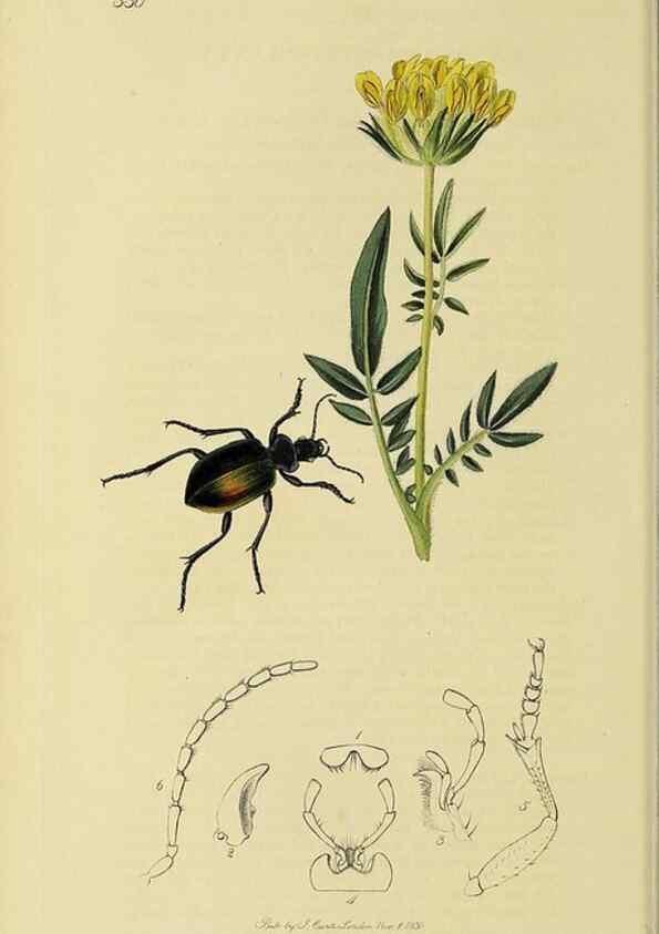 Reproducción/Reproduction 36370097515: British entomology :. London,Printed for the author,1823-1840 [i.e. 1840].