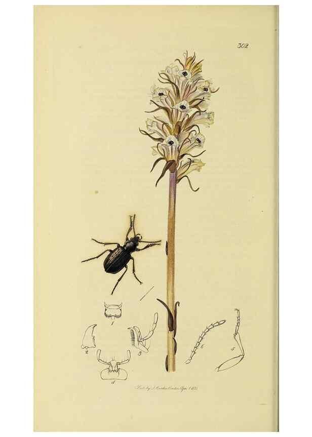 Reproducción/Reproduction 36370100745: British entomology :. London,Printed for the author,1823-1840 [i.e. 1840].