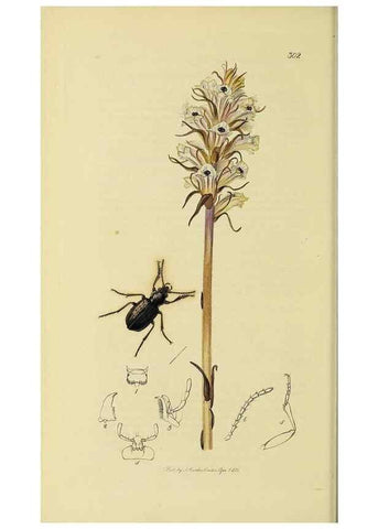 Reproducción/Reproduction 36370100745: British entomology :. London,Printed for the author,1823-1840 [i.e. 1840].