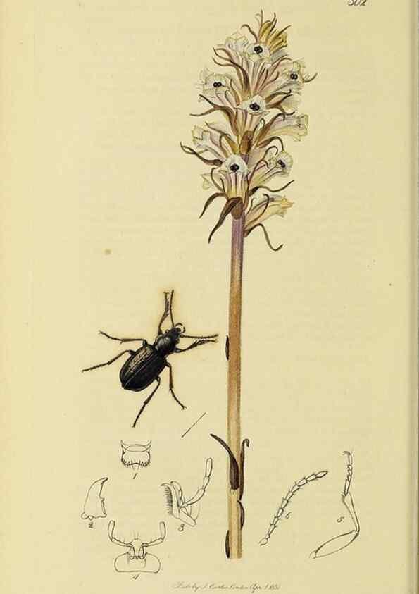 Reproducción/Reproduction 36370100745: British entomology :. London,Printed for the author,1823-1840 [i.e. 1840].