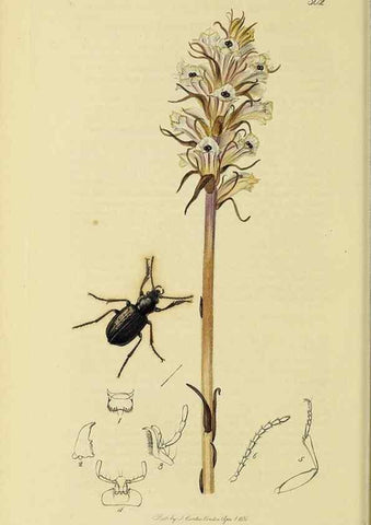 Reproducción/Reproduction 36370100745: British entomology :. London,Printed for the author,1823-1840 [i.e. 1840].