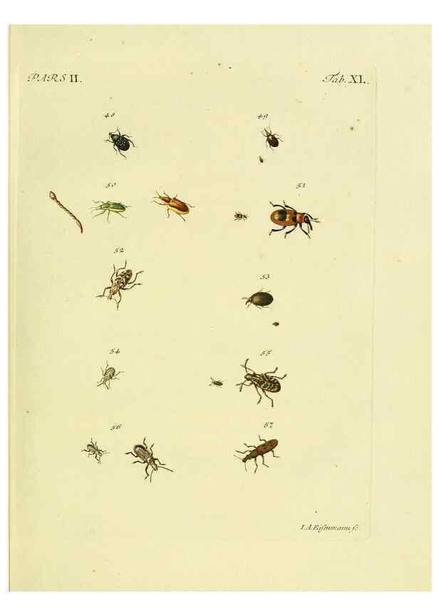 Reproducción/Reproduction 36232689311: J.E. Voet. M Doct. Catalogus systematicus coleopterorum =. À la Haye :Chez G. Bakhusen,[1804]-1806.