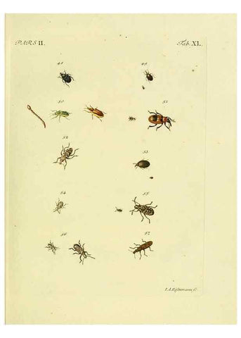 Reproducción/Reproduction 36232689311: J.E. Voet. M Doct. Catalogus systematicus coleopterorum =. À la Haye :Chez G. Bakhusen,[1804]-1806.