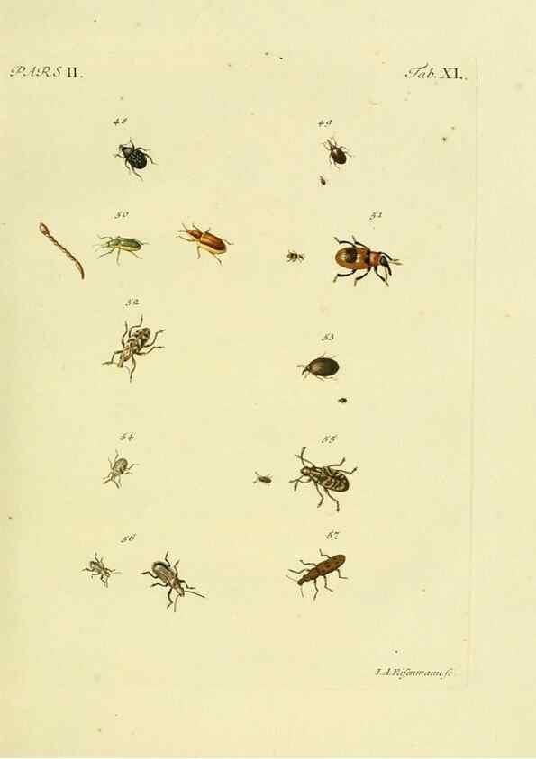 Reproducción/Reproduction 36232689311: J.E. Voet. M Doct. Catalogus systematicus coleopterorum =. À la Haye :Chez G. Bakhusen,[1804]-1806.