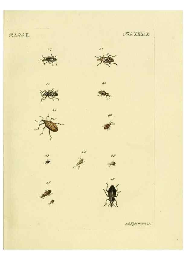 Reproducción/Reproduction 36232684771: J.E. Voet. M Doct. Catalogus systematicus coleopterorum =. À la Haye :Chez G. Bakhusen,[1804]-1806.
