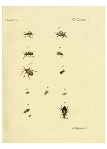 Reproducción/Reproduction 36232684771: J.E. Voet. M Doct. Catalogus systematicus coleopterorum =. À la Haye :Chez G. Bakhusen,[1804]-1806.
