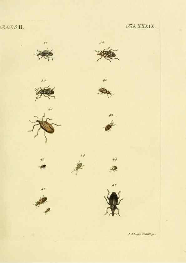 Reproducción/Reproduction 36232684771: J.E. Voet. M Doct. Catalogus systematicus coleopterorum =. À la Haye :Chez G. Bakhusen,[1804]-1806.