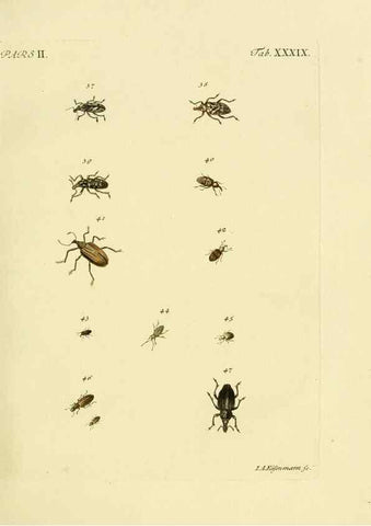 Reproducción/Reproduction 36232684771: J.E. Voet. M Doct. Catalogus systematicus coleopterorum =. À la Haye :Chez G. Bakhusen,[1804]-1806.