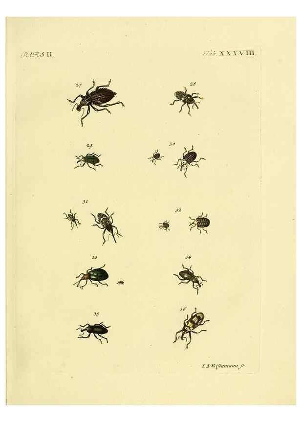 Reproducción/Reproduction 36232680271: J.E. Voet. M Doct. Catalogus systematicus coleopterorum =. À la Haye :Chez G. Bakhusen,[1804]-1806.
