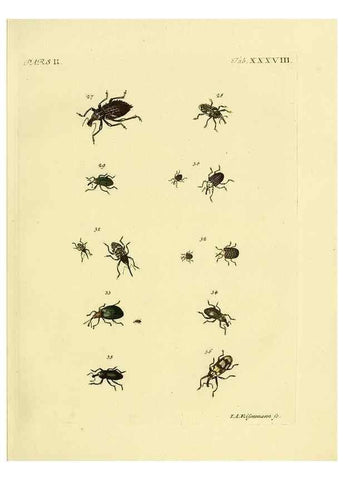 Reproducción/Reproduction 36232680271: J.E. Voet. M Doct. Catalogus systematicus coleopterorum =. À la Haye :Chez G. Bakhusen,[1804]-1806.