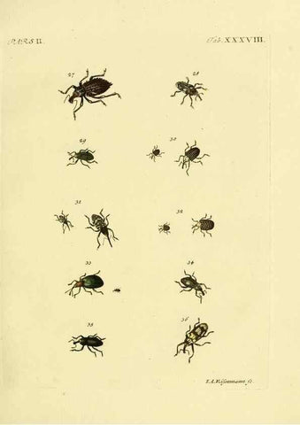 Reproducción/Reproduction 36232680271: J.E. Voet. M Doct. Catalogus systematicus coleopterorum =. À la Haye :Chez G. Bakhusen,[1804]-1806.