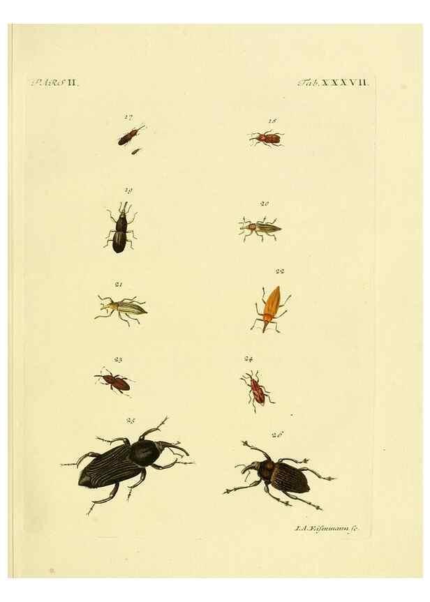 Reproducción/Reproduction 35560951383: J.E. Voet. M Doct. Catalogus systematicus coleopterorum =. À la Haye :Chez G. Bakhusen,[1804]-1806.